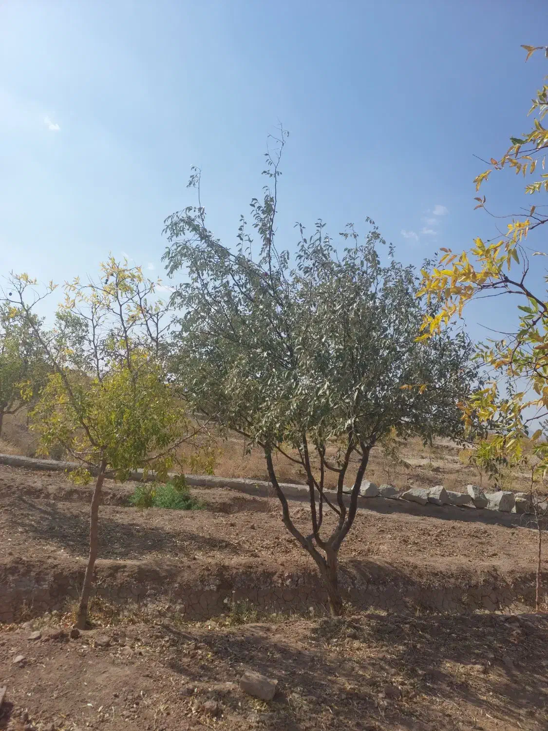 باغ فخرآباد تقاب|فروش خانه و ویلا|خوسف, |دیوار