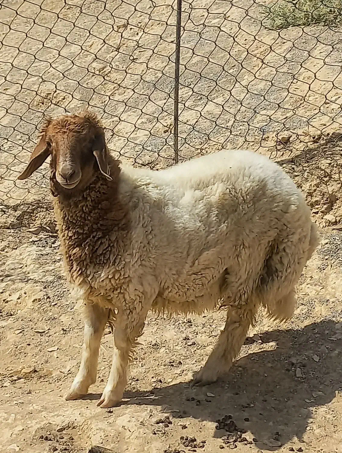 برهنر|حیوانات مزرعه|سیوان, |دیوار