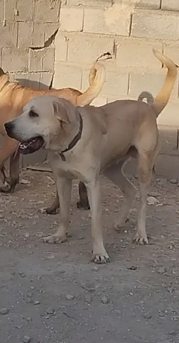 مجموعه سرابی آذربایجان|سگ|تبریز, |دیوار