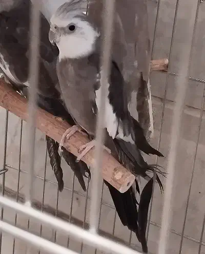 عروس هلندی مولد آماده تخم گذاری|پرنده|تهران, افسریه جنوبی|دیوار