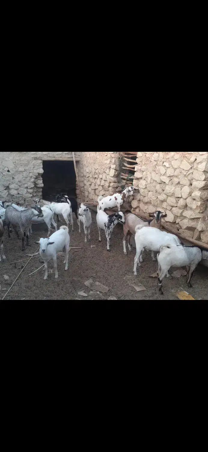 بزنر|حیوانات مزرعه|فین, |دیوار