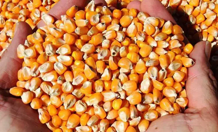 دان مرغ تخم گذار|حیوانات مزرعه|کاشان, آیت الله سعیدی|دیوار