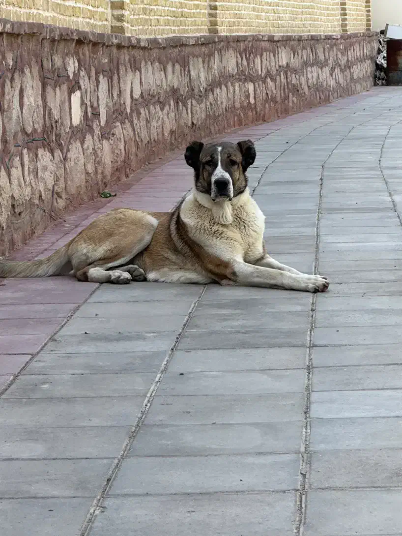 ماده سراب عراقی|سگ|هشتگرد, سعید آباد|دیوار