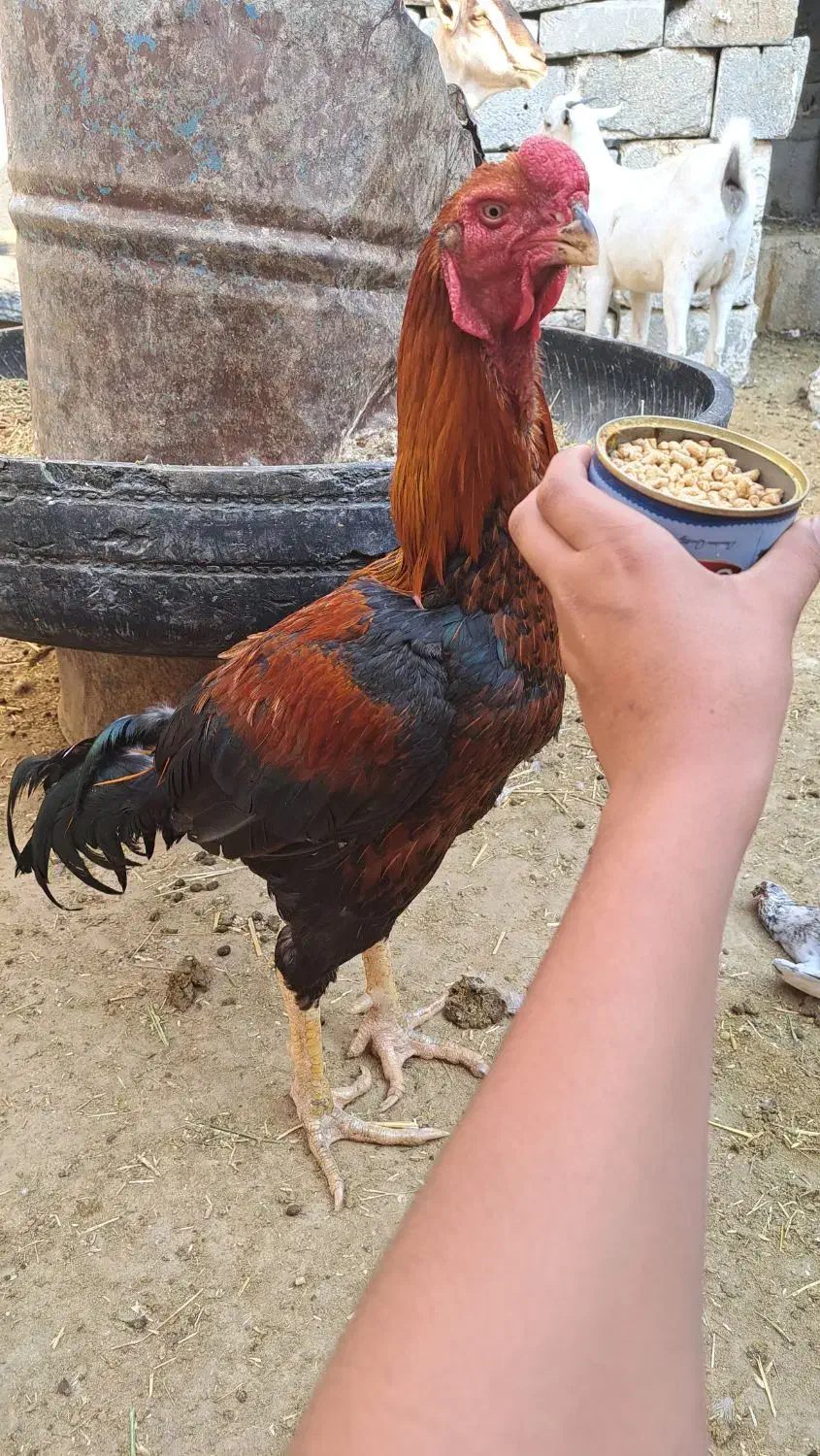 خروس لاری|حیوانات مزرعه|کوخرد هرنگ, |دیوار