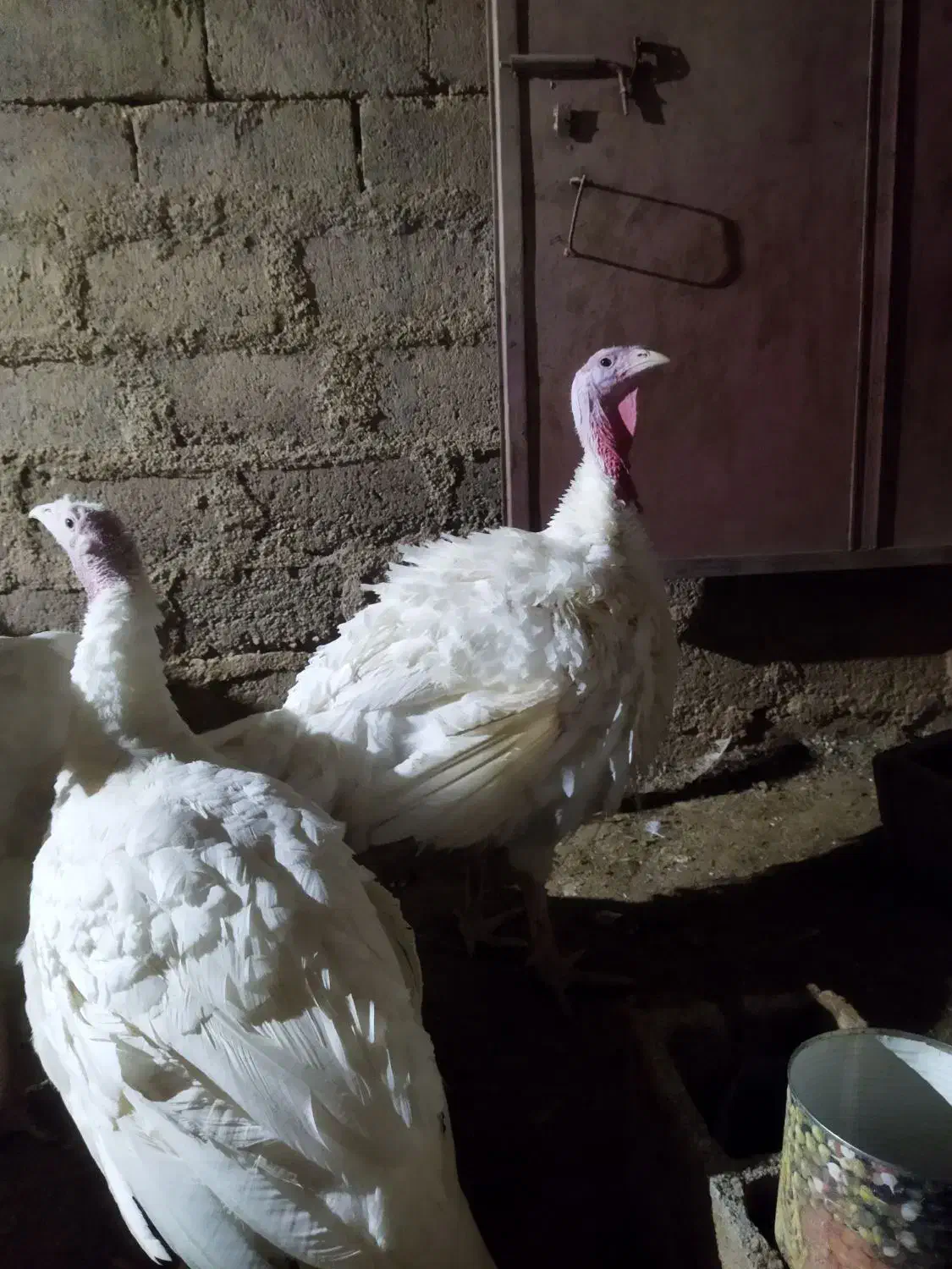 فروش بوقلمون محلی زنده یا کشتار|حیوانات مزرعه|آباده, |دیوار