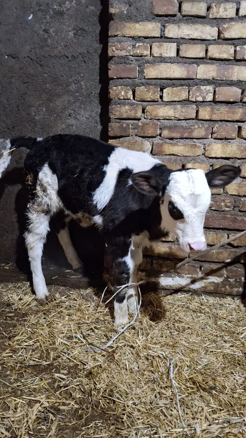 گوساله ماده سیمینتال|حیوانات مزرعه|مهربان, |دیوار