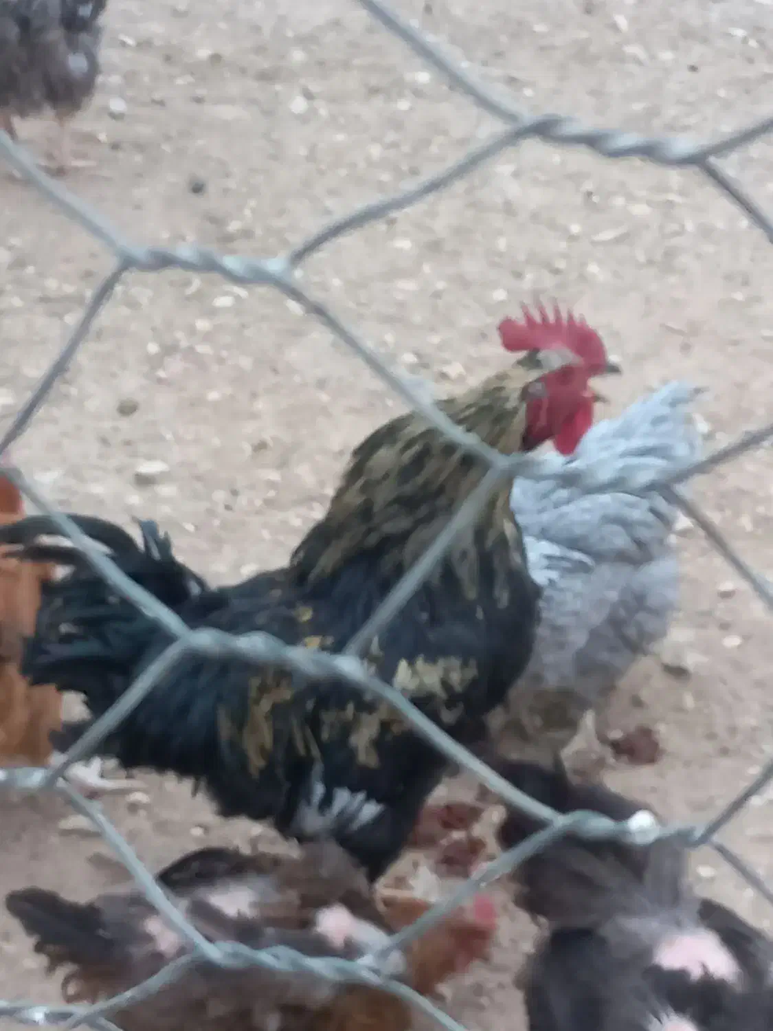 خروس سیاه|حیوانات مزرعه|آشتیان, |دیوار