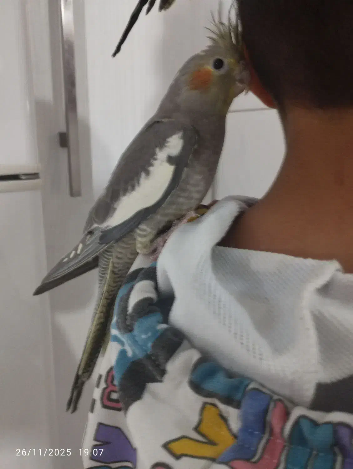 عروس هلندی دستی|پرنده|بومهن, |دیوار