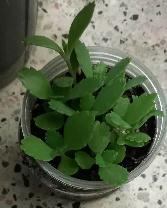 سرگرمی و گل و گیاه|گل و گیاه طبیعی|گلبهار, شهر جدید گلبهار|دیوار