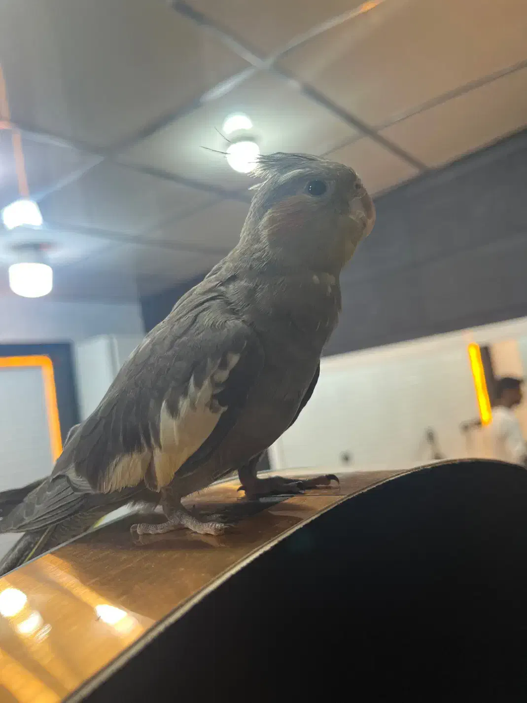 عروس هلندی گمشده|حیوانات|بندرعباس, |دیوار