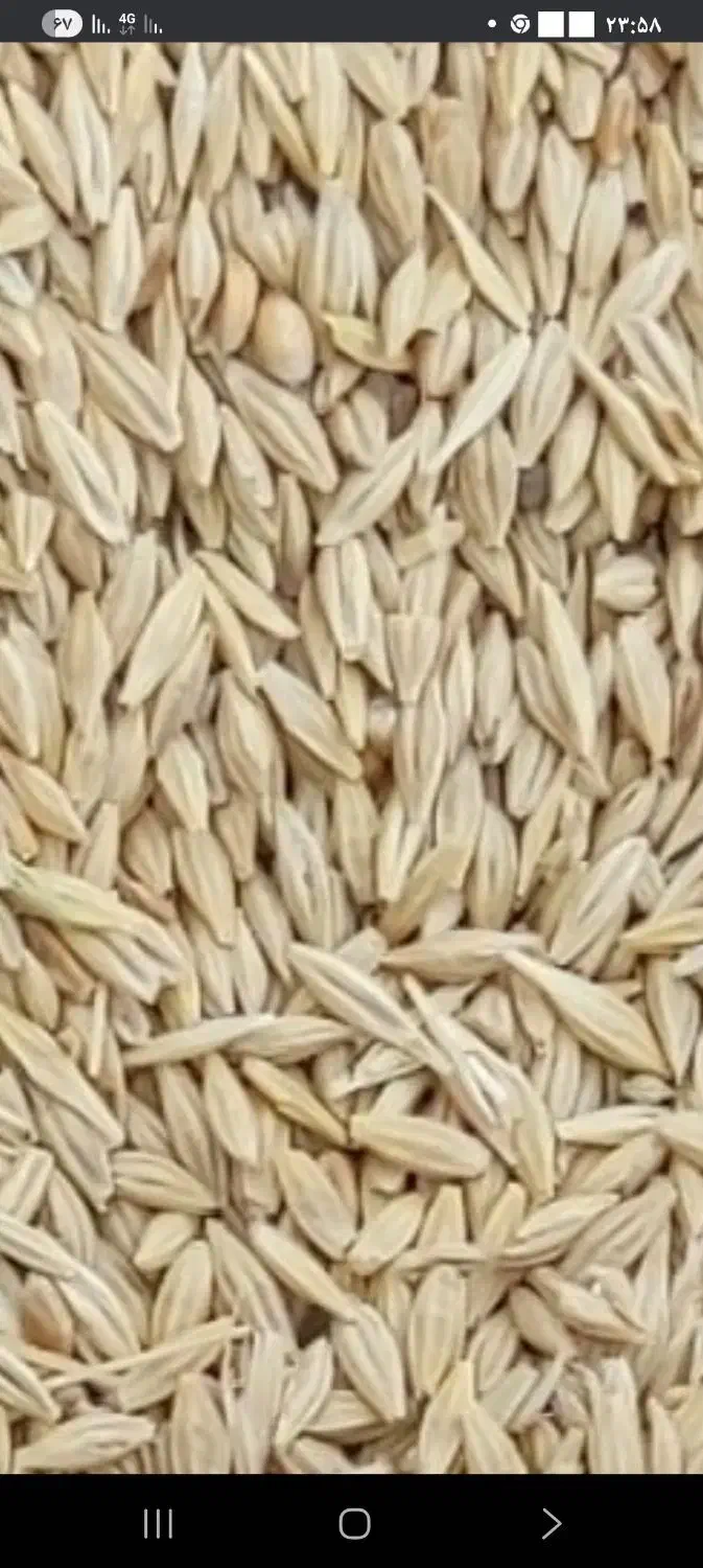 جو بوواری شده|عمده‌فروشی|خنداب, |دیوار