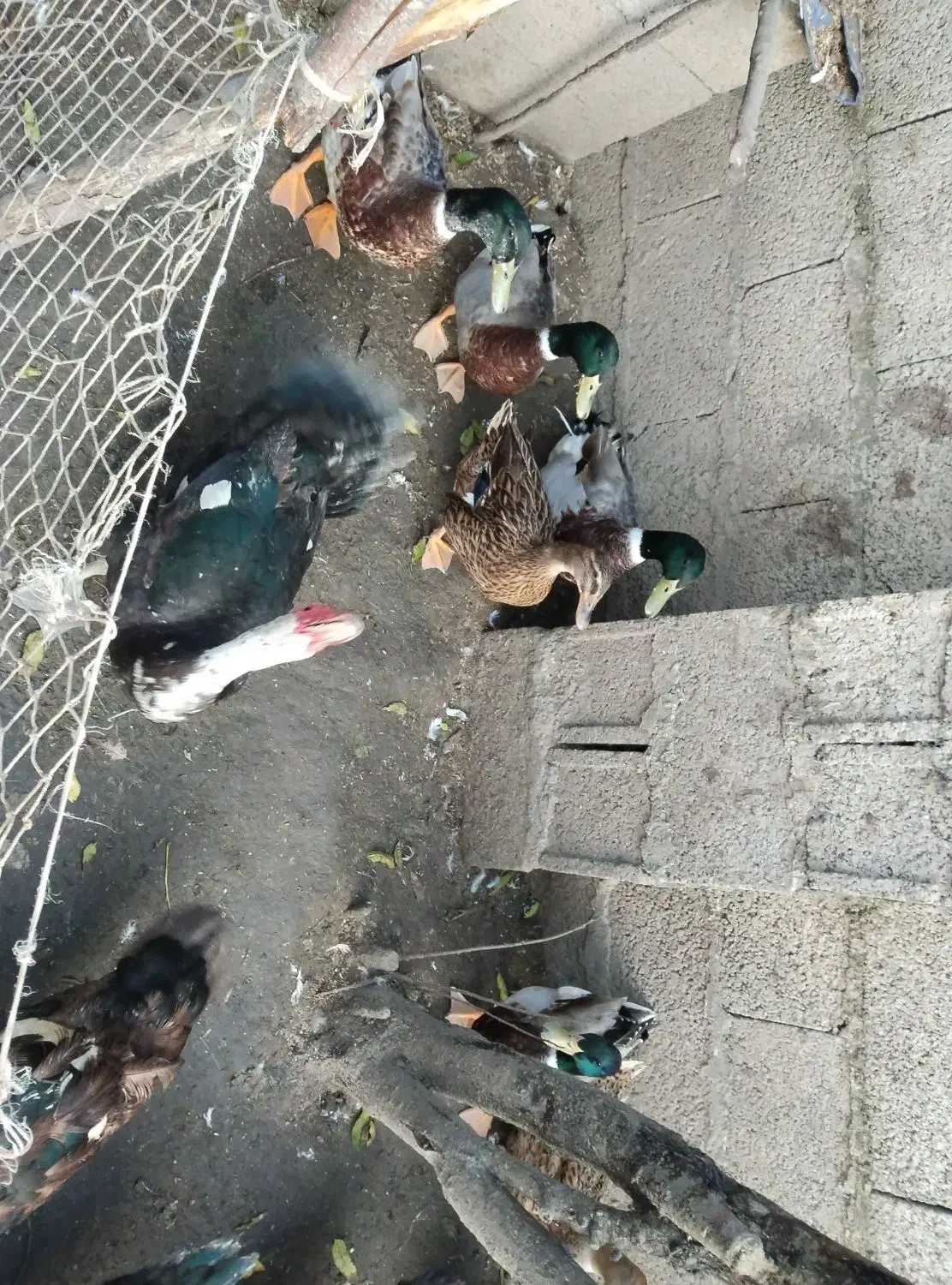 اردک اسراییلی و محلی|حیوانات مزرعه|رشت, لاکان|دیوار