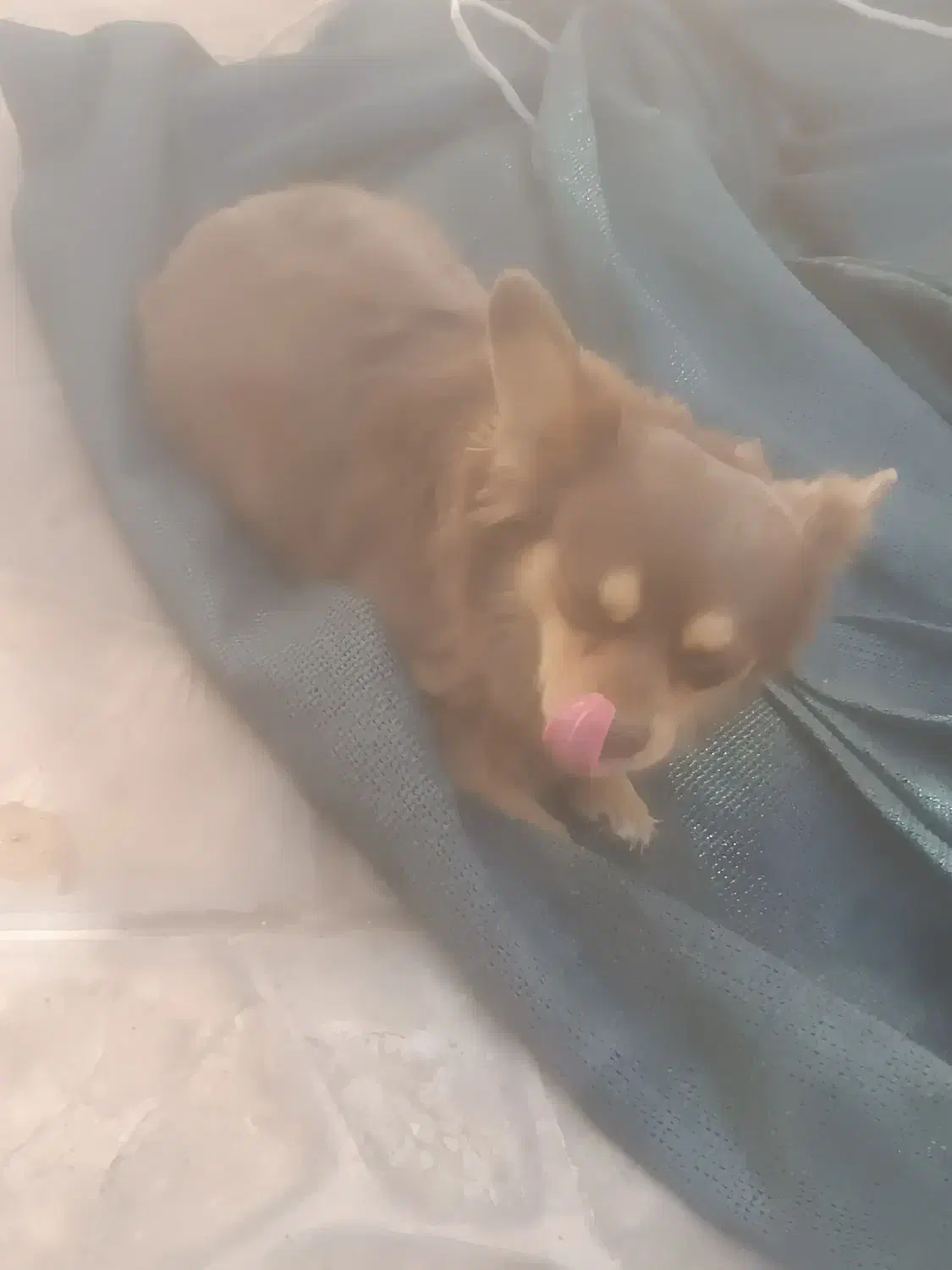 واگذاری سگ شناسنامه دار|سگ|سیرجان, |دیوار