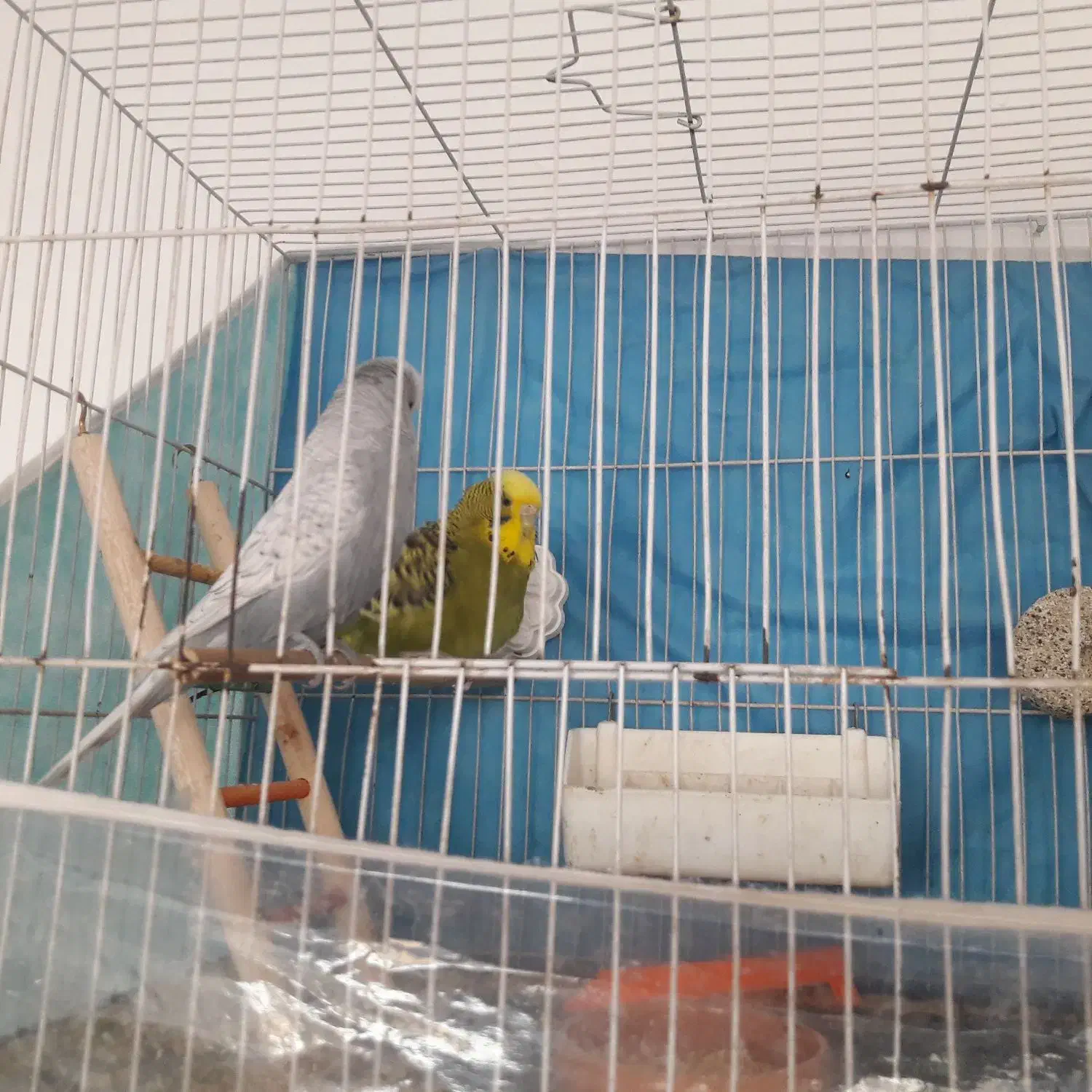 مرغ عشق انگلیسی گرید a|پرنده|مشهد, امیر المومنین|دیوار