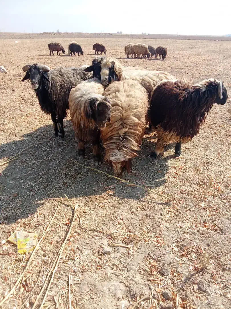 قوچ گله گوسفند داشت زاد و ولد نگهداری|حیوانات مزرعه|زرقان, |دیوار