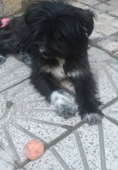 فروش سگ|سگ|اهر, |دیوار