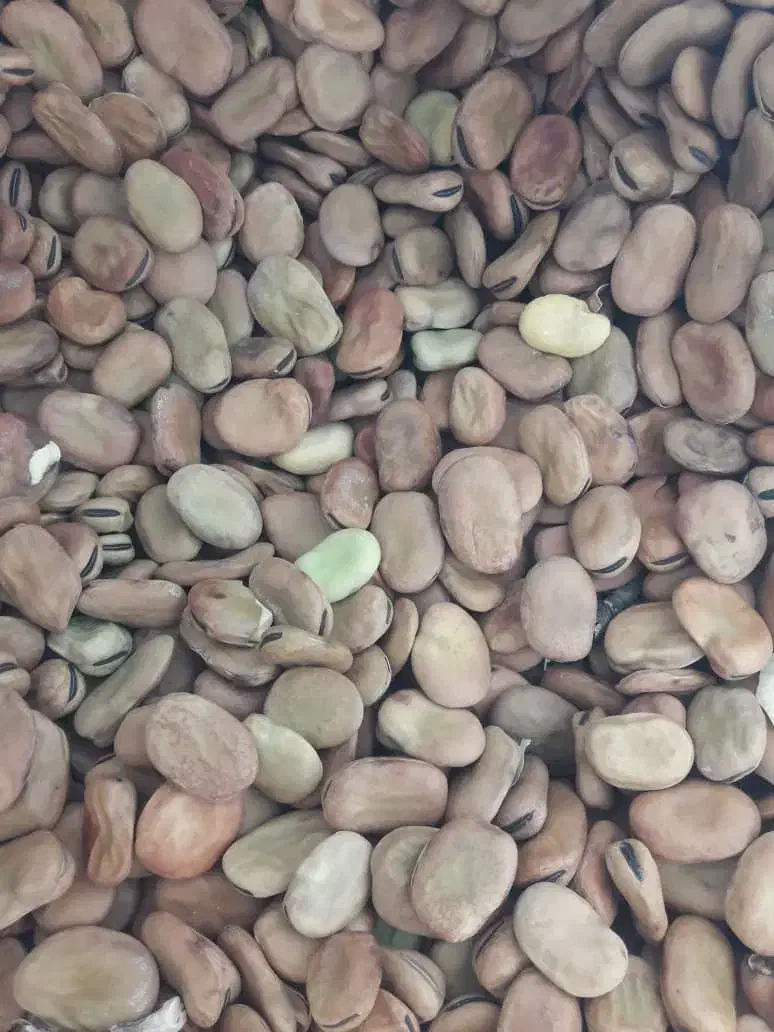 باقله عالی|خوردنی و آشامیدنی|گتوند, |دیوار