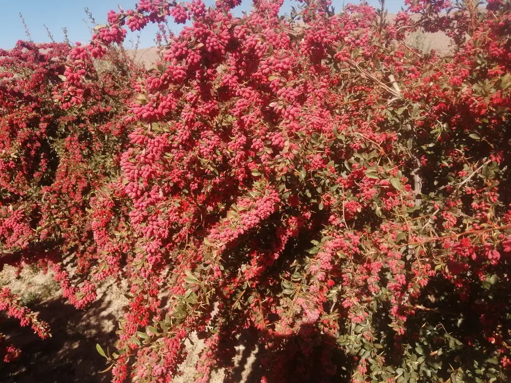 نهال زرشک پریشه|خدمات باغبانی و درختکاری|بیرجند, |دیوار