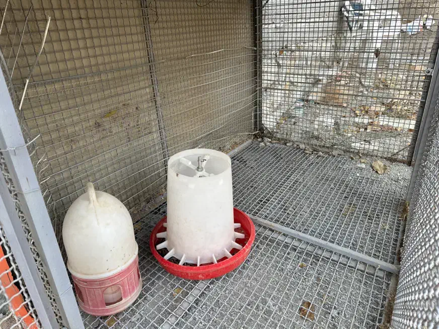 قفس|حیوانات مزرعه|کوهسار (البرز), |دیوار