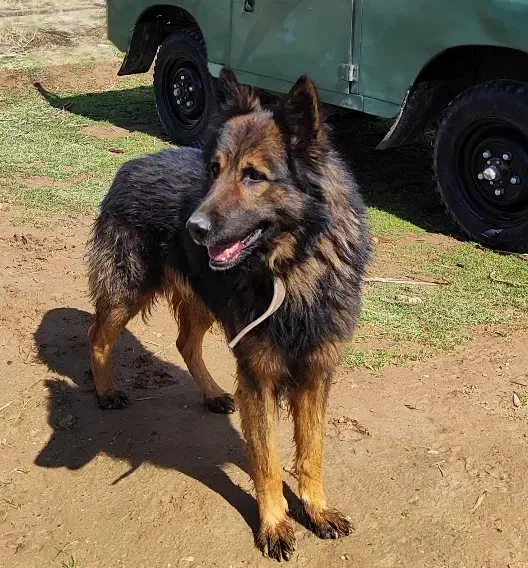 سگ ژرمن گمشده|سگ|ارژن, |دیوار