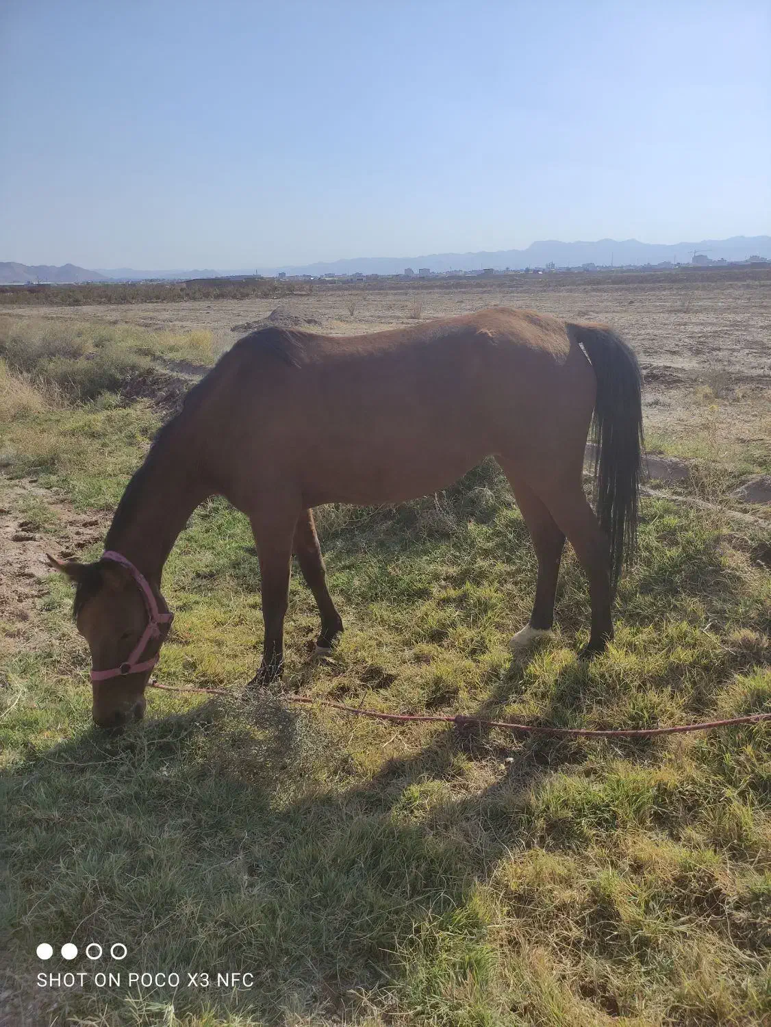 مادیون ترکمن ۵به ۶ شناسنامه دار|اسب و تجهیزات اسبسواری|قائن, |دیوار