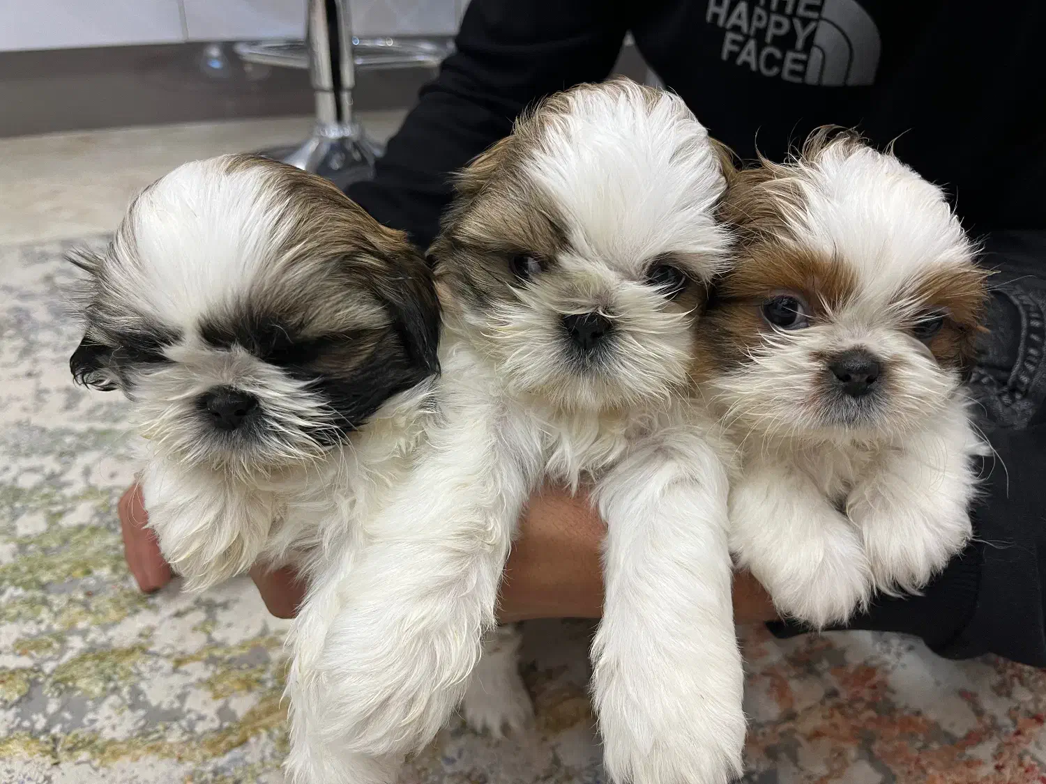 شیتزو سوپر فلت اصل|سگ|اصفهان, ارغوانیه|دیوار