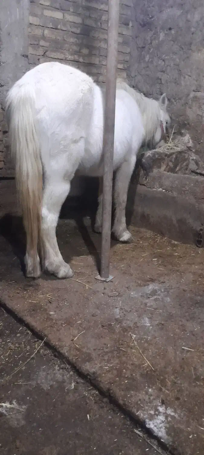 اسب بسیار آرام بچه سوارش بشه|اسب و تجهیزات اسب‌سواری|سراب, |دیوار