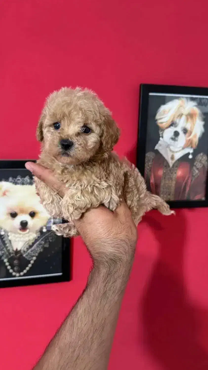 سگ پامر نروماده واگذاری رایگان|سگ|تهران, جردن|دیوار