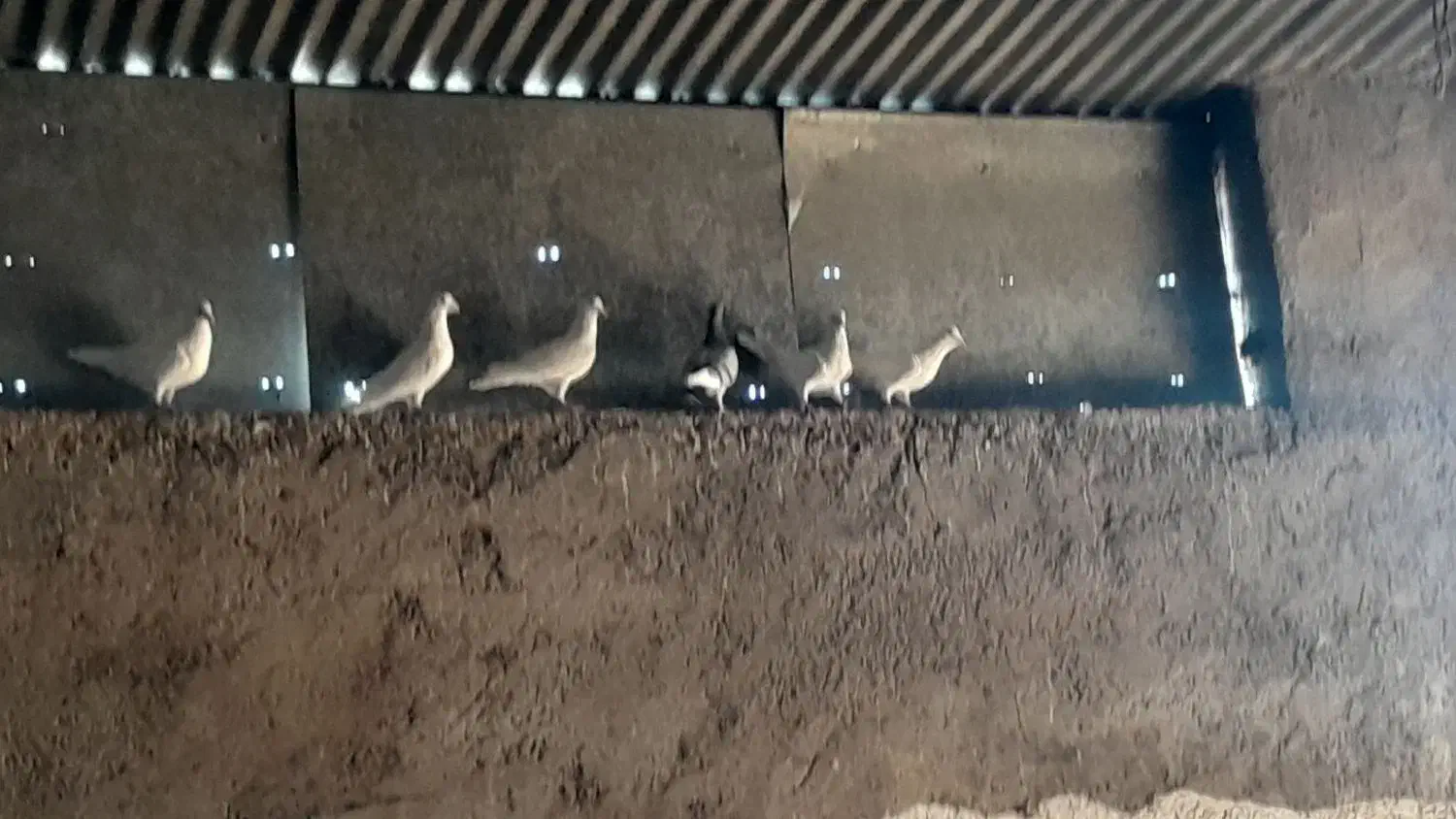 سلام. کفتر.فروشی|پرنده|سده (خراسان جنوبی), |دیوار