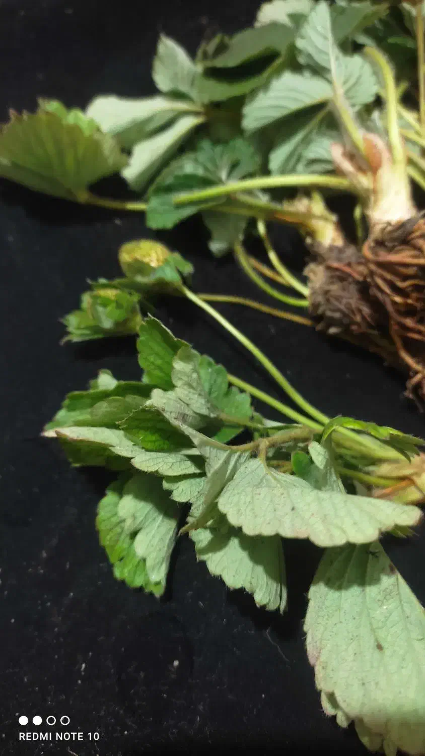 نهال توت فرنگی کاماروس|گل و گیاه طبیعی|خان ببین, |دیوار