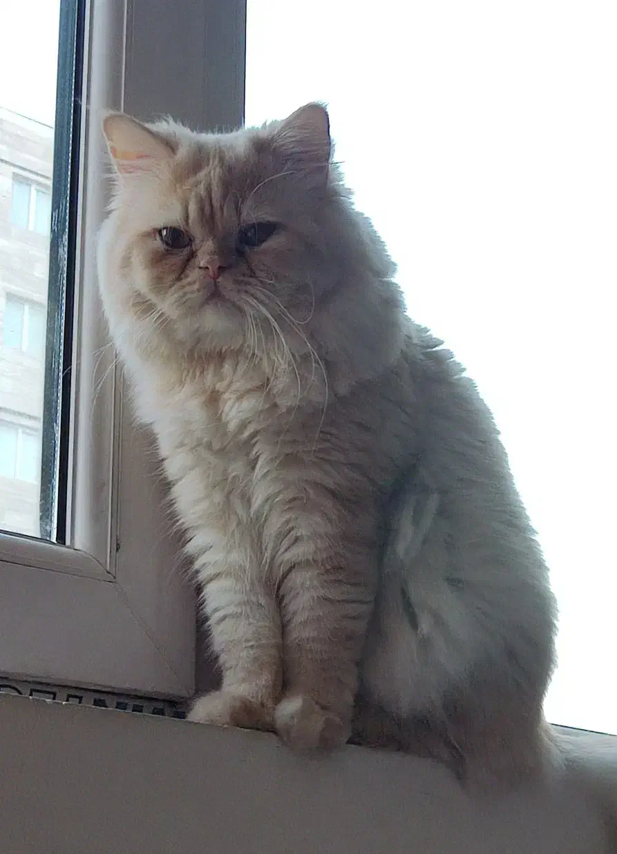 معاوضه ی گربه پرشین با سگ پامر خرسی|گربه|کرمانشاه, |دیوار