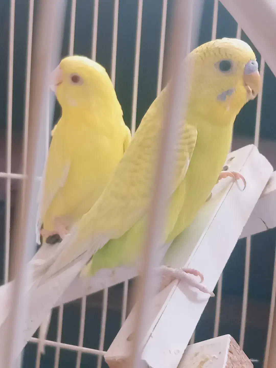 یک جفت مرغ عشق خوش رنگ|پرنده|مشهد, هفده شهریور|دیوار