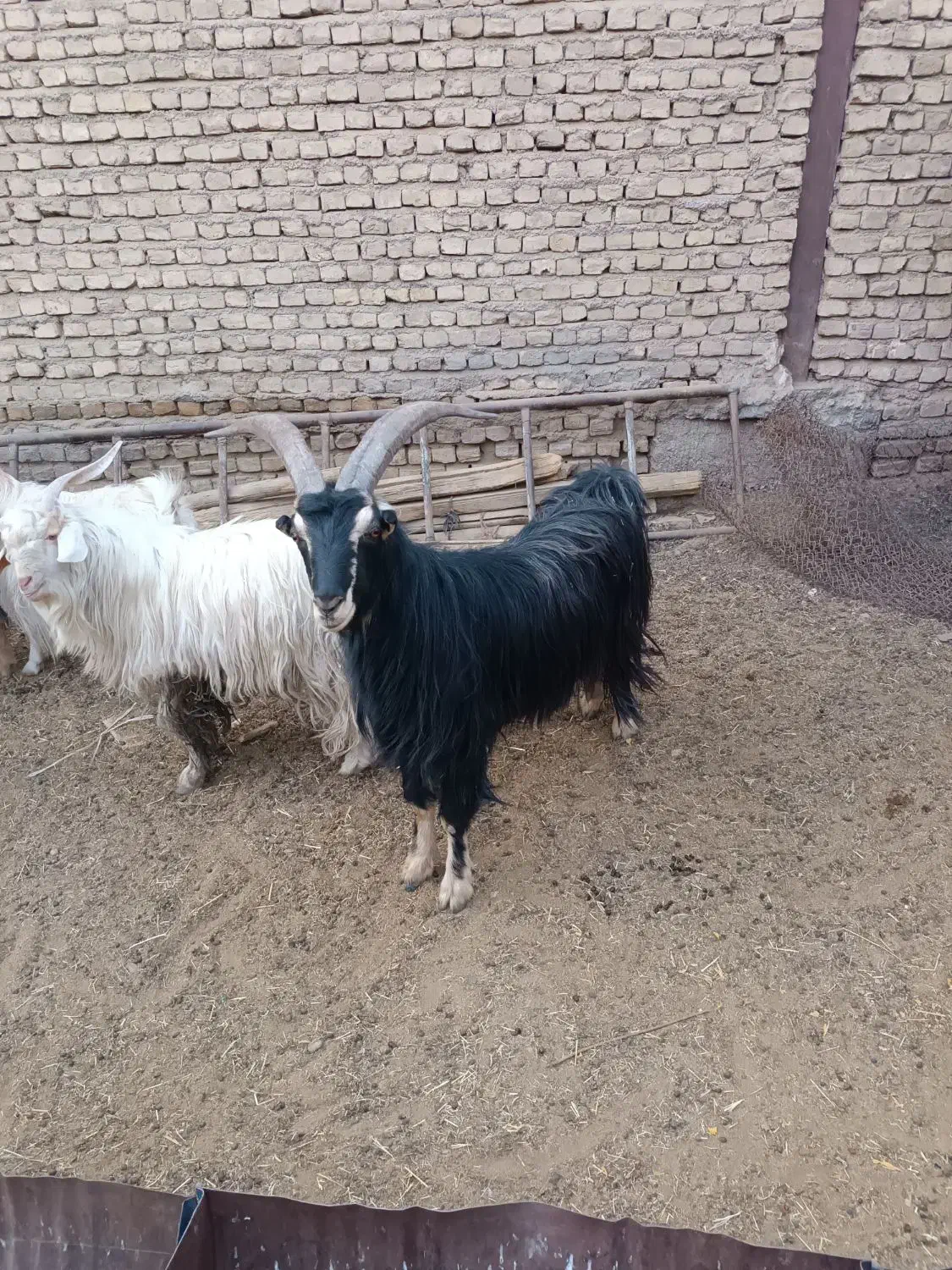 نربز|حیوانات مزرعه|شریفآباد, |دیوار