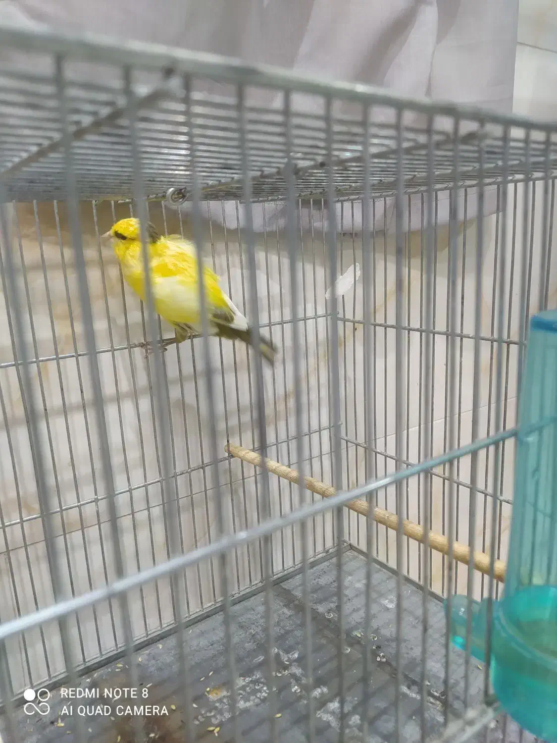 قناری نر و ماده|پرنده|تهران, شهرک طالقانی|دیوار