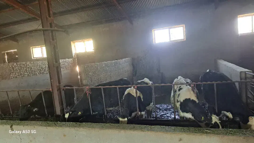 گوساله|حیوانات مزرعه|شهرکرد, |دیوار