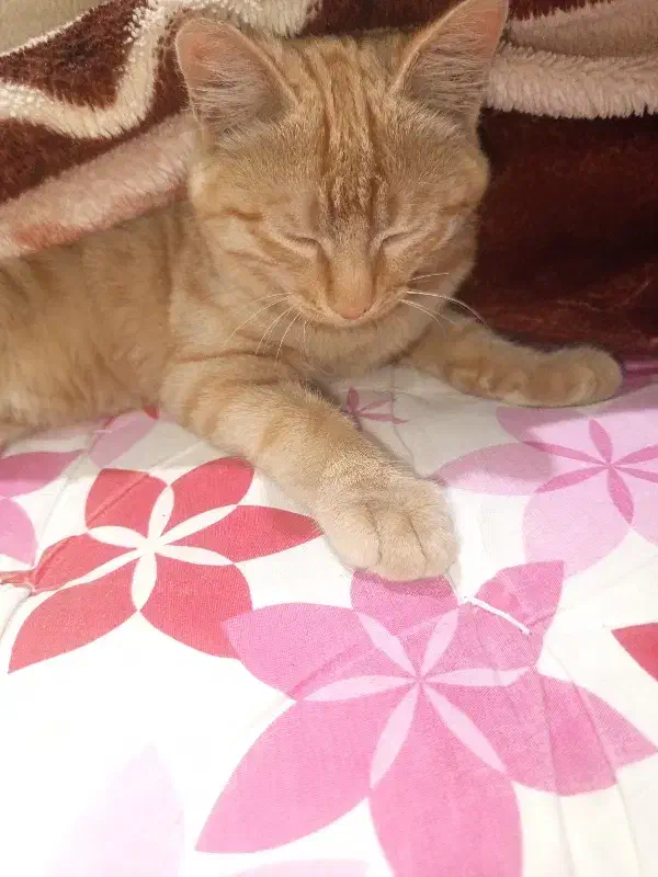 گربه حرف گوش کن|گربه|ملک‌آباد, |دیوار