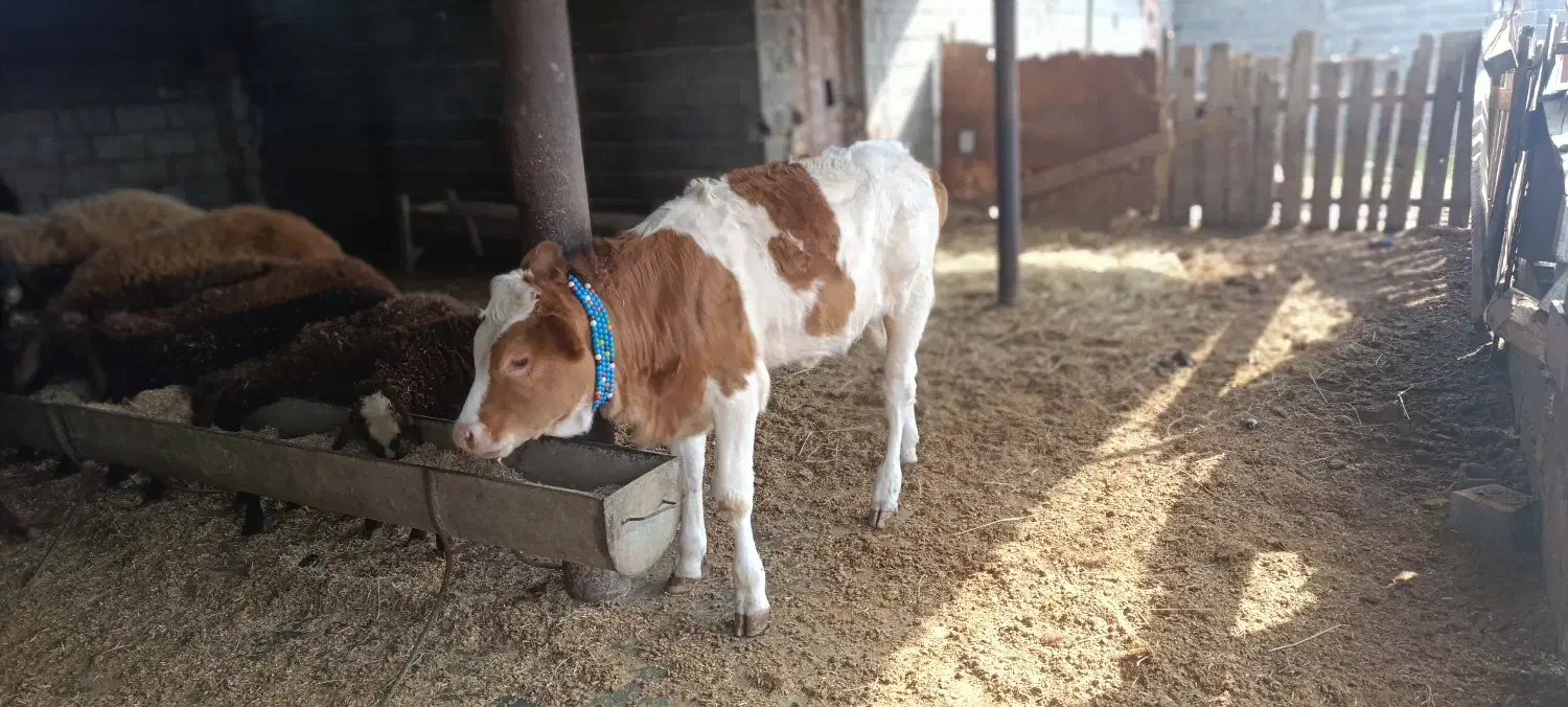 گوساله ماده سیمینتال قرمز|حیوانات مزرعه|نکا, |دیوار