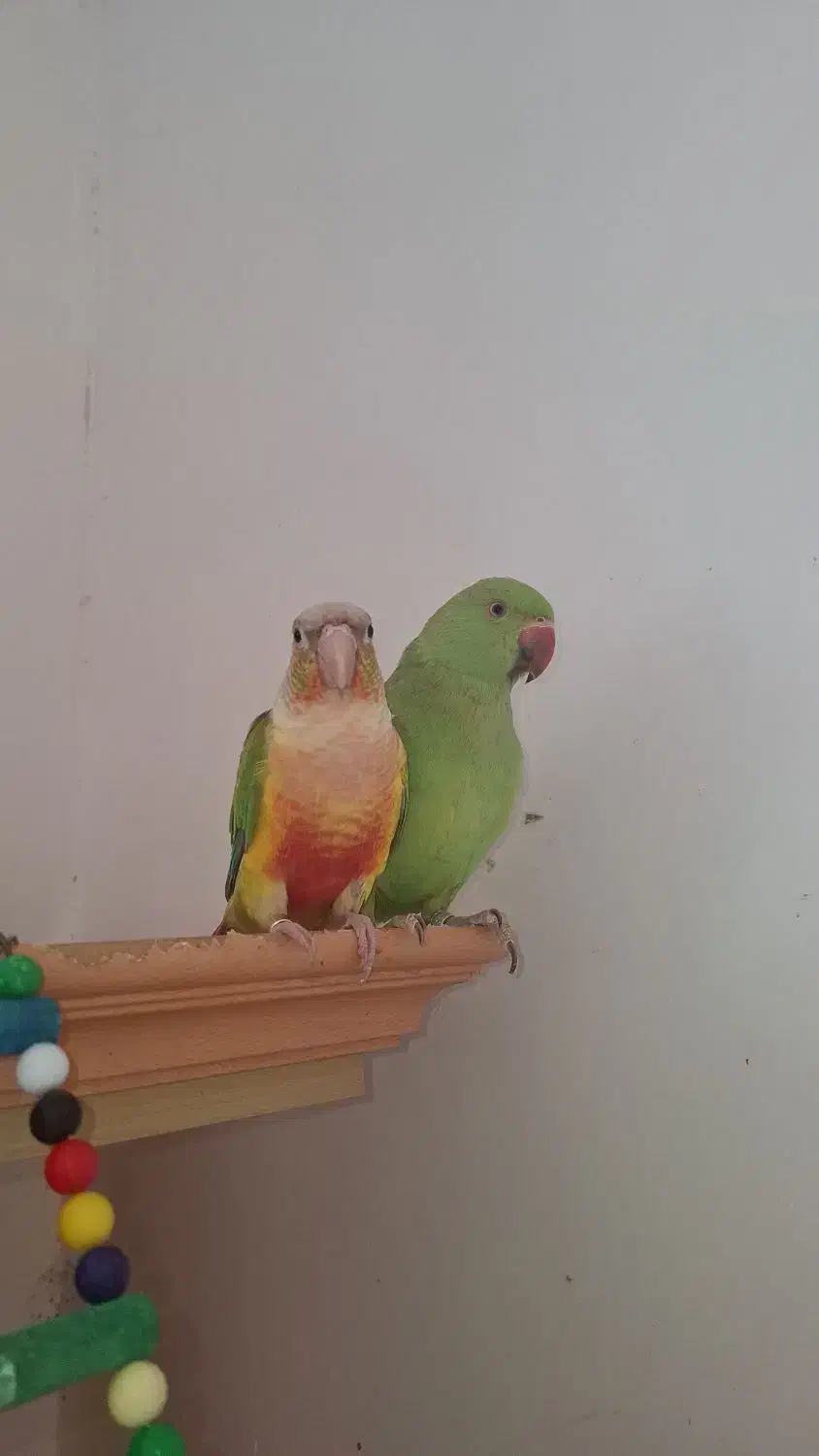 جوجه طوطی ملنگو ۶ ماهه رام و دست آموز|پرنده|رشت, دخانیات|دیوار