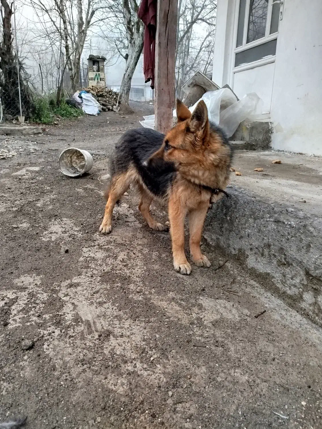 سگ ژرمن ماده اصل وارداتی|سگ|آستارا, |دیوار