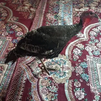 بوقلمون|حیوانات مزرعه|یاسوج, |دیوار