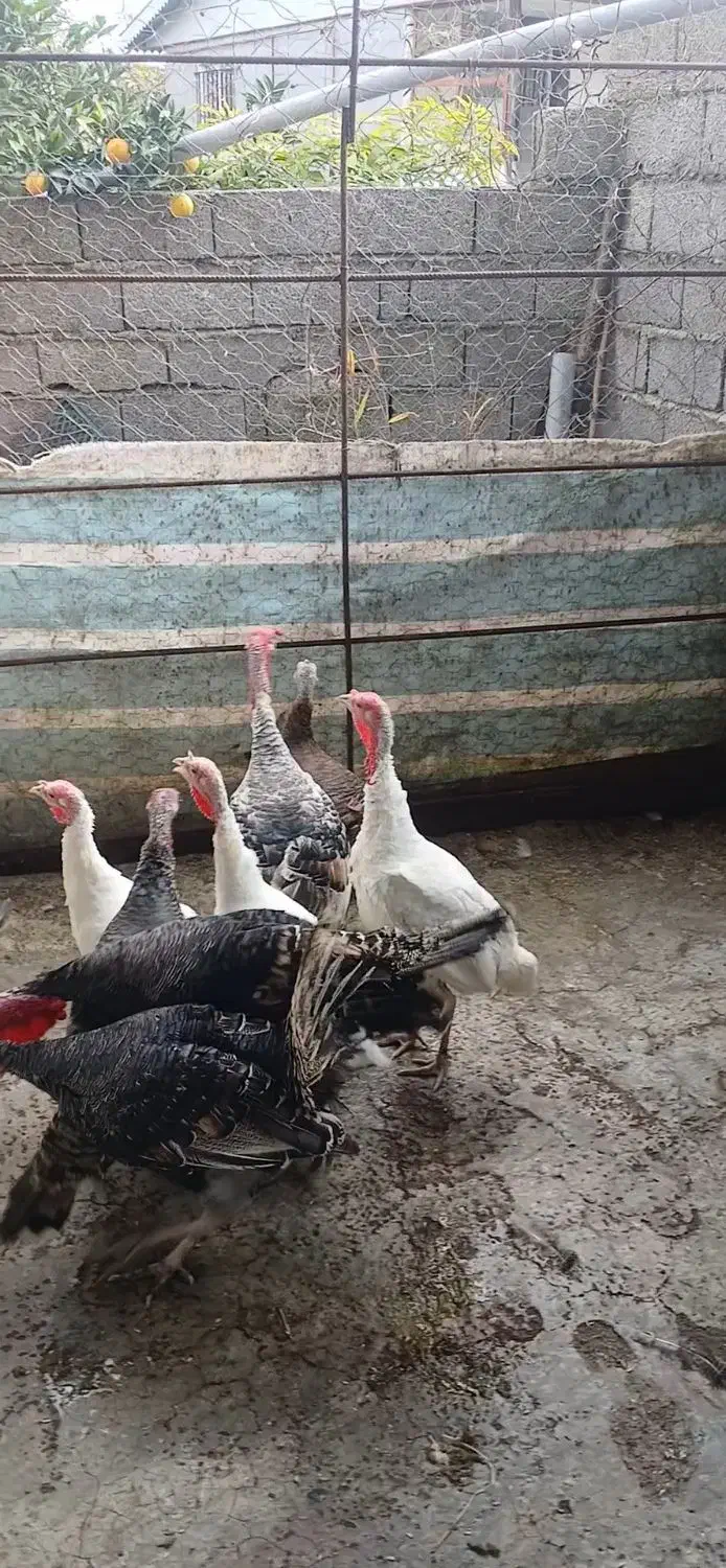 بوقلمون کوهی|حیوانات مزرعه|تالش, هشتپر|دیوار