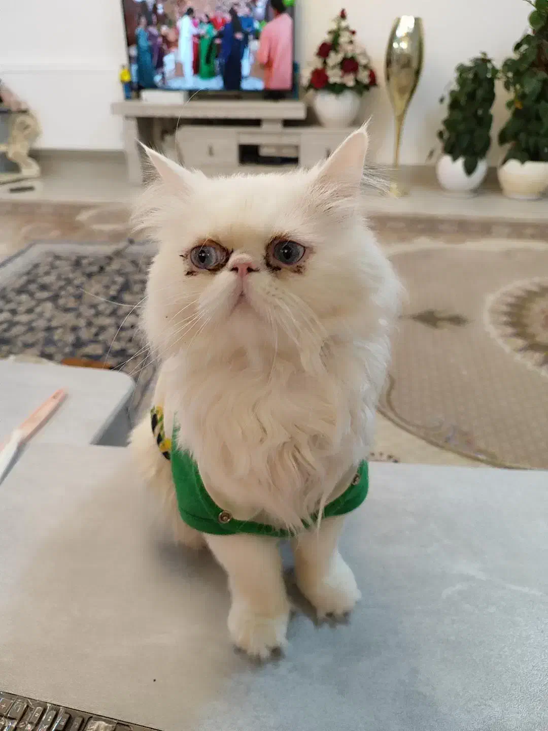 گربه پرشین با تربیت|گربه|قائن, |دیوار