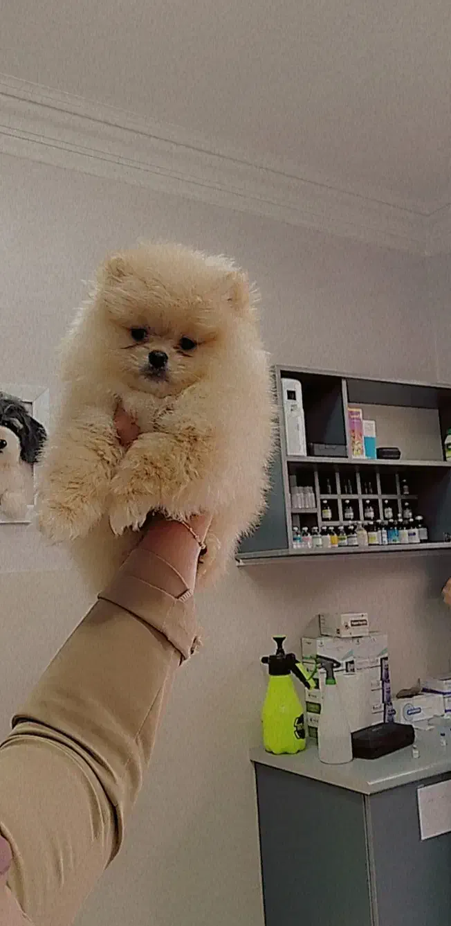 جیبی|سگ|رشت, لاکان|دیوار