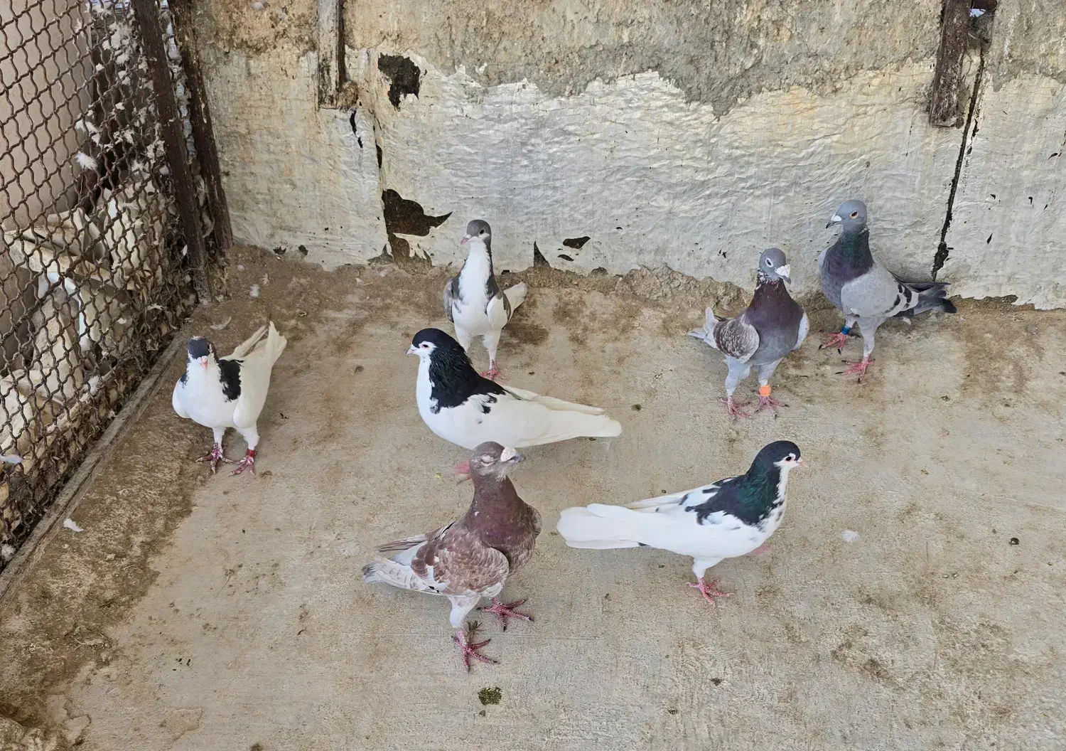 چندجفت کفتر|پرنده|شیراز, شیخ علی چوپان|دیوار