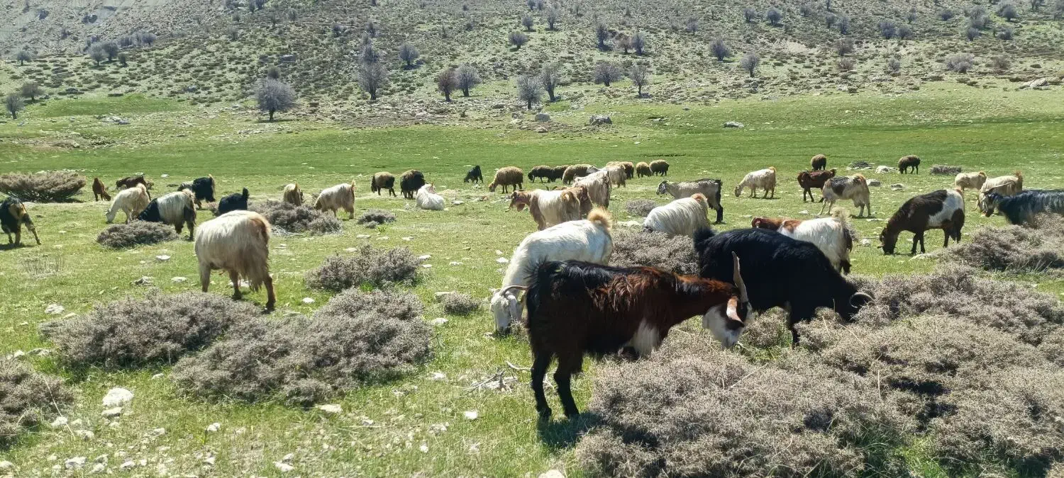 تعداد ۲۷ بز خوب به فروش میرسد|حیوانات مزرعه|یاسوج, |دیوار