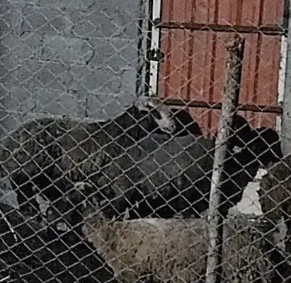 بره نر شیری و غذا خور|حیوانات مزرعه|چمستان, |دیوار