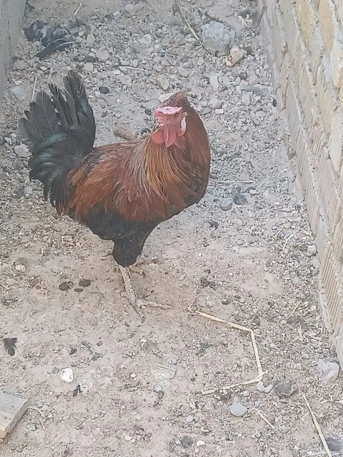 خروس|حیوانات مزرعه|فسا, |دیوار