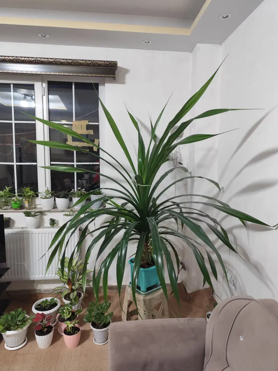 پاندانوس|گل و گیاه طبیعی|سیاهکل, |دیوار