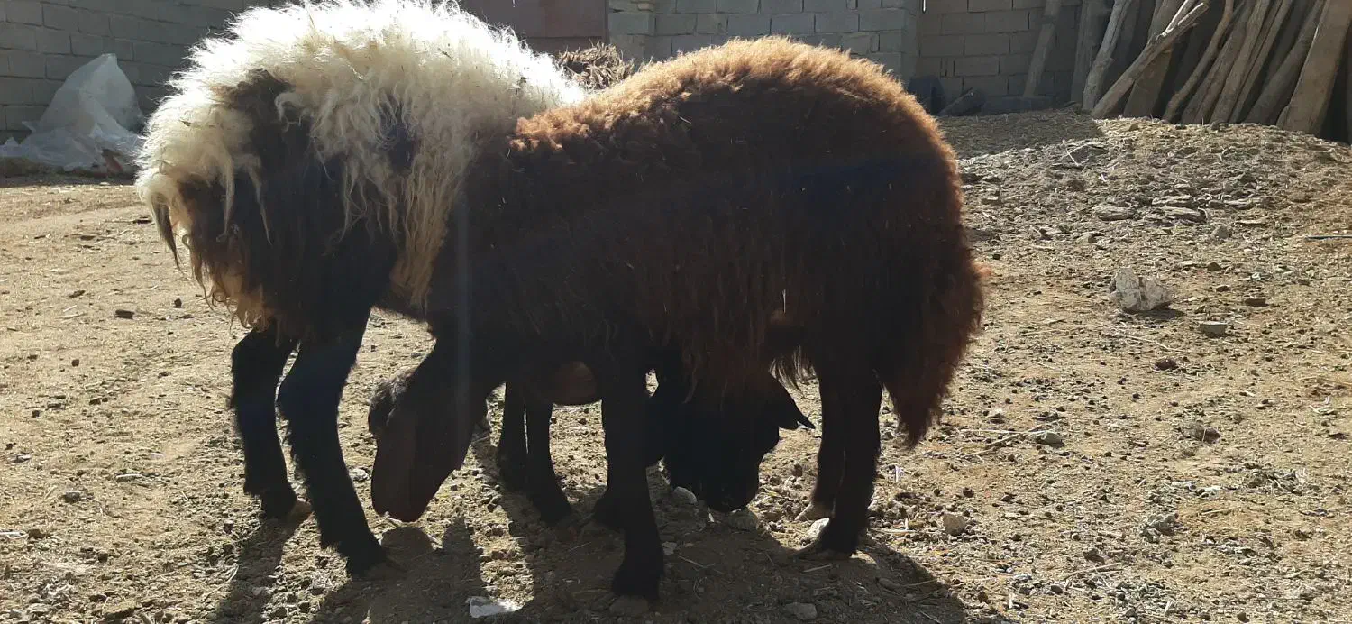 ۳راس گوسفند. بره ماده طقلی افشار پای قوچ|حیوانات مزرعه|فردیس, شهرک ناز|دیوار