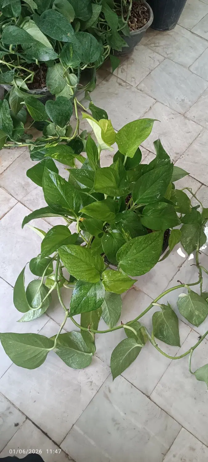 پتوس|گل و گیاه طبیعی|قم, نخودی|دیوار